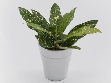 WINDOW GARDEN VASE - Porcelain vase for hydroponic cultivation by Danese Milano