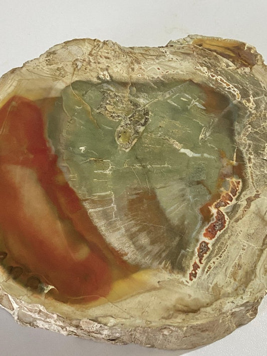 15th Century Petrified Wood Ashtray