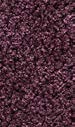 Perky amaranth 020