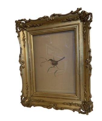 Adolphe Fourcaud, Bird on Branch, 18th Century, Watercolor, Framed-VBM-811704