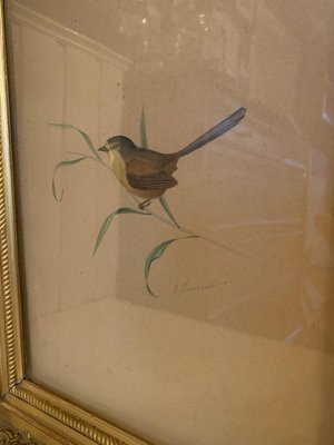 Adolphe Fourcaud, Bird on Branch, 18th Century, Watercolor, Framed-VBM-811704