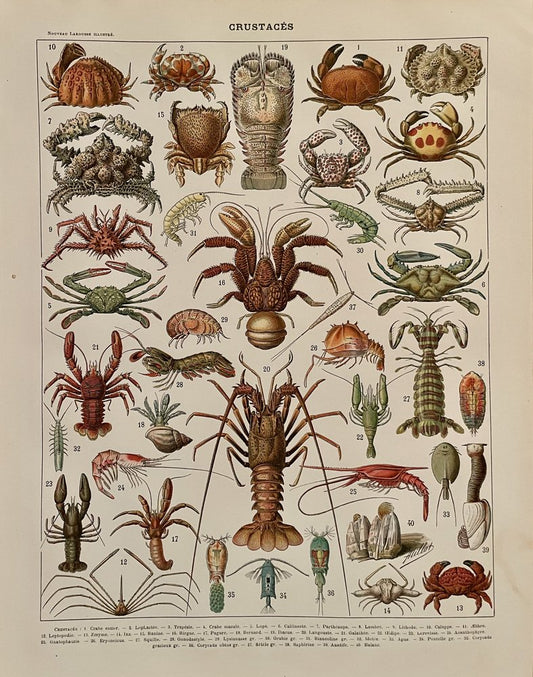 Adolphe Millot, Crustaceans, 1900, Lithographic Engraving