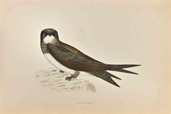 Alexander Francis Lydon, Alpine Swift, Woodcut Print, 1870-ZCI-1404995