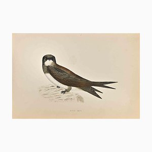 Alexander Francis Lydon, Alpine Swift, Woodcut Print, 1870-ZCI-1404995