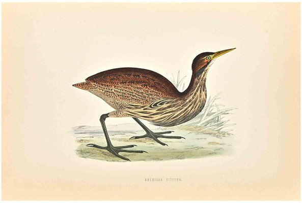 Alexander Francis Lydon, American Bittern, Woodcut Print, 1870-ZCI-1758987