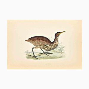 Alexander Francis Lydon, American Bittern, Woodcut Print, 1870-ZCI-1758987