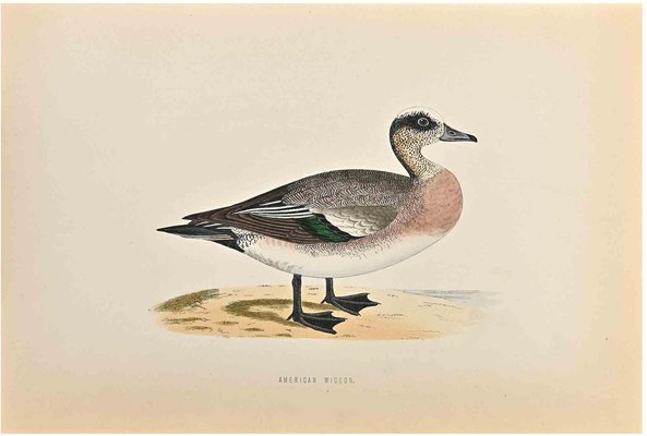 Alexander Francis Lydon, American Wigeon, Woodcut Print, 1870-ZCI-1759076