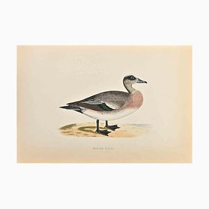 Alexander Francis Lydon, American Wigeon, Woodcut Print, 1870-ZCI-1759076