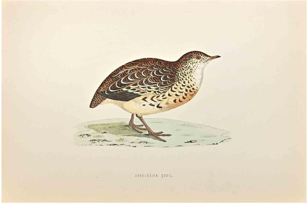 Alexander Francis Lydon, Andalusian Quail, Woodcut Print, 1870-ZCI-1759012