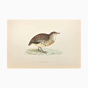 Alexander Francis Lydon, Andalusian Quail, Woodcut Print, 1870-ZCI-1759012