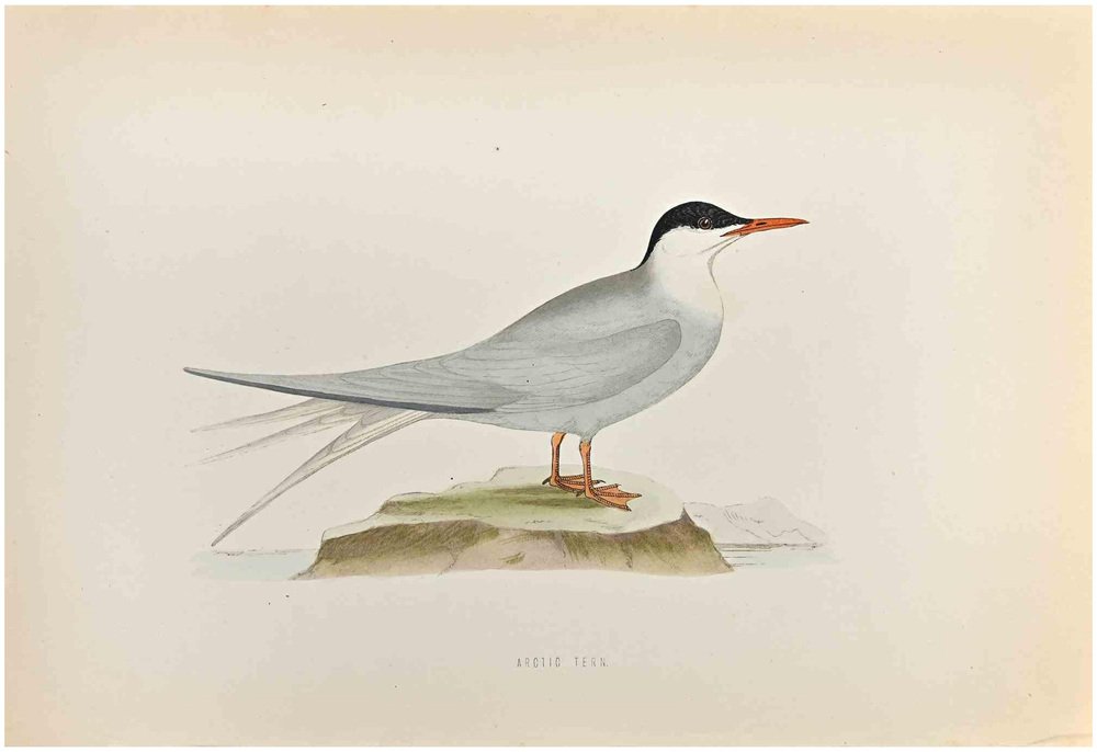 Alexander Francis Lydon, Arctic Tern, Woodcut Print, 1870