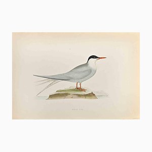 Alexander Francis Lydon, Arctic Tern, Woodcut Print, 1870-ZCI-1759146