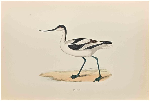 Alexander Francis Lydon, Avocet, Woodcut Print, 1870-ZCI-1758993