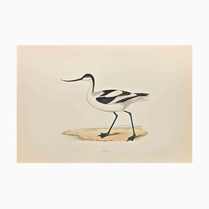 Alexander Francis Lydon, Avocet, Woodcut Print, 1870-ZCI-1758993