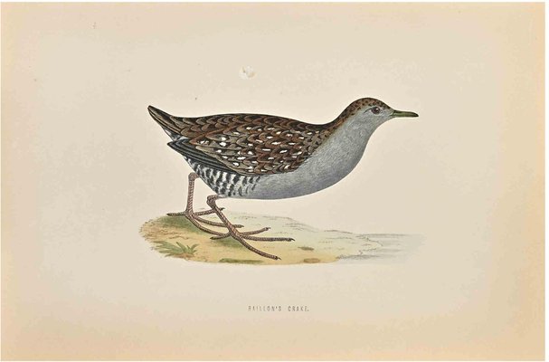 Alexander Francis Lydon, Baillon's Crake, Woodcut Print, 1870-ZCI-1759103