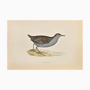 Alexander Francis Lydon, Baillon's Crake, Woodcut Print, 1870-ZCI-1759103