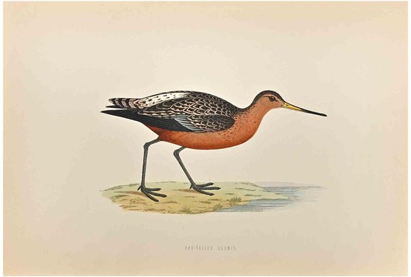 Alexander Francis Lydon, Bar-tailed Godwit, Woodcut Print, 1870-ZCI-1758973