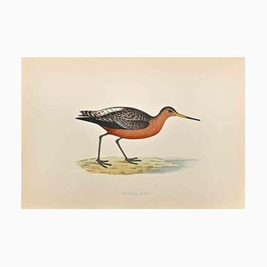 Alexander Francis Lydon, Bar-tailed Godwit, Woodcut Print, 1870-ZCI-1758973