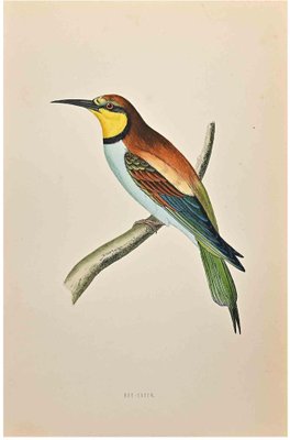 Alexander Francis Lydon, Bee-Eater, Woodcut Print, 1870-ZCI-1759106