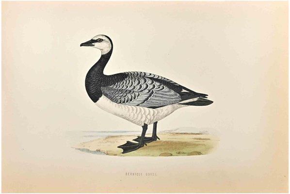 Alexander Francis Lydon, Bernicle Goose, Woodcut Print, 1870-ZCI-1759071