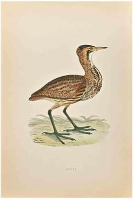 Alexander Francis Lydon, Bittern, Woodcut Print, 1870-ZCI-1758985