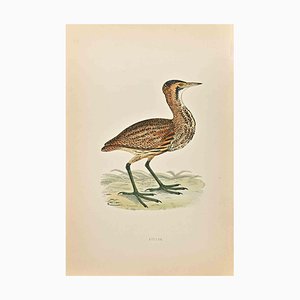 Alexander Francis Lydon, Bittern, Woodcut Print, 1870-ZCI-1758985