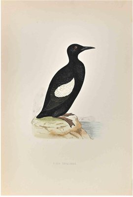 Alexander Francis Lydon, Black Giullemot, Woodcut Print, 1870-ZCI-1759132