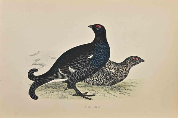 Alexander Francis Lydon, Black Grouse, Woodcut Print, 1870-ZCI-1372519