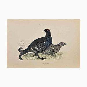 Alexander Francis Lydon, Black Grouse, Woodcut Print, 1870-ZCI-1372519