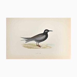 Alexander Francis Lydon, Black Tern, Woodcut Print, 1870-ZCI-1759120