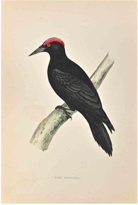 Alexander Francis Lydon, Black Woodpecker, Woodcut Print, 1870-ZCI-1759088