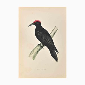 Alexander Francis Lydon, Black Woodpecker, Woodcut Print, 1870-ZCI-1759088