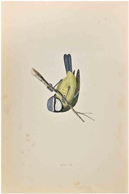 Alexander Francis Lydon, Blue Tit, Woodcut Print, 1870-ZCI-1759029