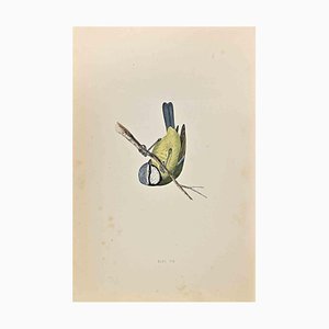 Alexander Francis Lydon, Blue Tit, Woodcut Print, 1870-ZCI-1759029