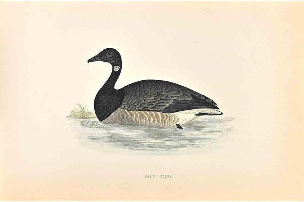 Alexander Francis Lydon, Brent Goose, Woodcut Print, 1870-ZCI-1759070