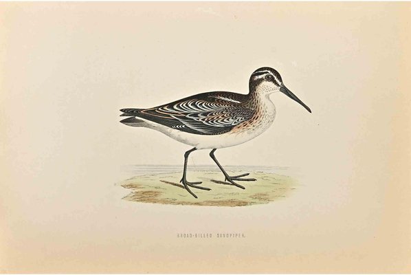 Alexander Francis Lydon, Broad-Billed Sandpiper, Woodcut Print, 1870-ZCI-1759084