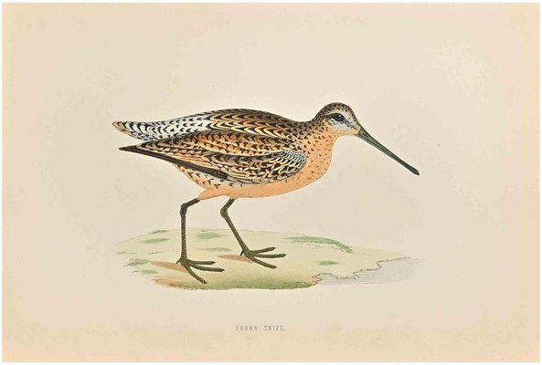 Alexander Francis Lydon, Brown Snipe, Woodcut Print, 1870-ZCI-1758995