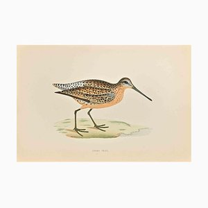 Alexander Francis Lydon, Brown Snipe, Woodcut Print, 1870-ZCI-1758995