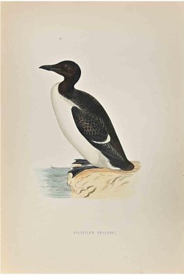 Alexander Francis Lydon, Brunnich's Guillemot, Woodcut Print, 1870-ZCI-1759138