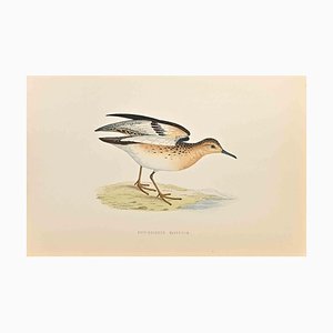 Alexander Francis Lydon, Buff-Breasted Sandpiper, Woodcut Print, 1870-ZCI-1405711