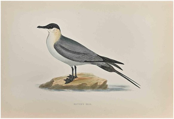 Alexander Francis Lydon, Buffon's Skua, Woodcut Print, 1870-ZCI-1759141