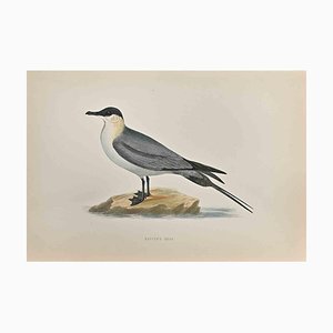 Alexander Francis Lydon, Buffon's Skua, Woodcut Print, 1870-ZCI-1759141