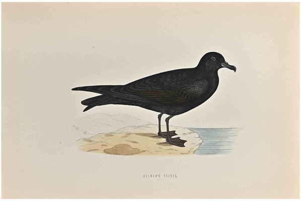 Alexander Francis Lydon, Bulwer's Petrel, Woodcut Print, 1870-ZCI-1759139