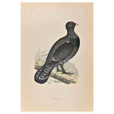 Alexander Francis Lydon, Capercaillie, Woodcut Print, 1870-ZCI-2024895