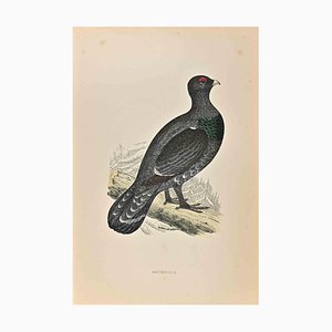 Alexander Francis Lydon, Capercaillie, Woodcut Print, 1870-ZCI-2024895