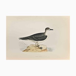 Alexander Francis Lydon, Capped Petrel, Woodcut Print, 1870-ZCI-1759014