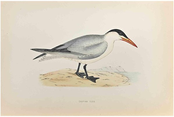 Alexander Francis Lydon, Caspian Tern, Woodcut Print, 1870-ZCI-1759052