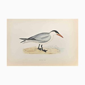 Alexander Francis Lydon, Caspian Tern, Woodcut Print, 1870-ZCI-1759052