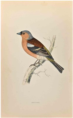 Alexander Francis Lydon, Chaffinch, Woodcut Print, 1870-ZCI-1759030