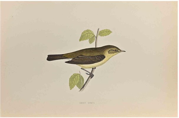 Alexander Francis Lydon, Chiff Chaff, Woodcut Print, 1870-ZCI-1759081